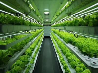 植物工厂种植效果图