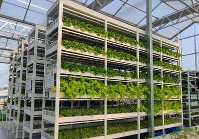 叶菜种植效果图