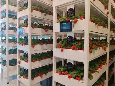 草莓植物工厂