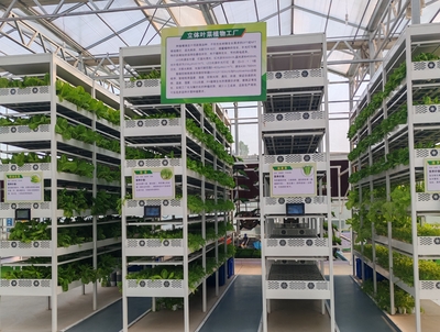 立体叶菜植物工厂
