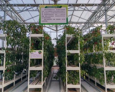 中矮株果菜植物工厂