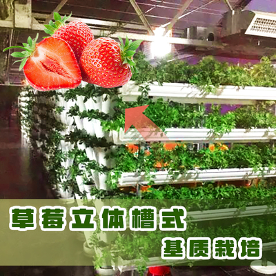 草莓立体槽式基质栽培