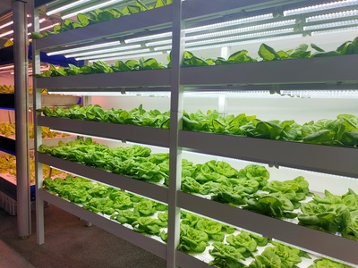 人工光型植物工厂