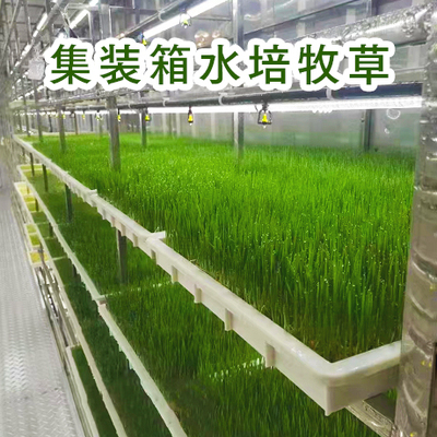 集装箱水培牧草