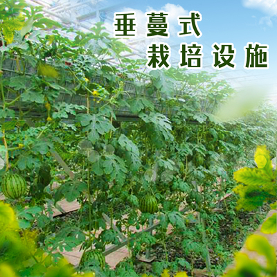 垂蔓式栽培设施