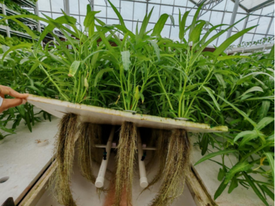 雾培种植效果图